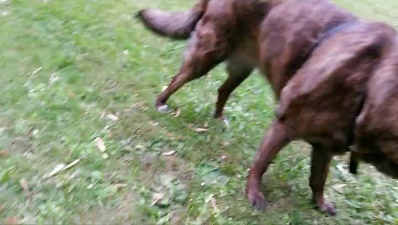 006 sechster Tag mit Vestibular ---- 04-05-2014 ---