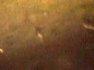 Sperm (the little buggers :d)