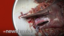 Florida Shrimp Fisherman Catches Rare Goblin Shark; Throws It Back in Ocean