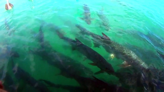 Pelican Interrupts Tarpon Feeding
