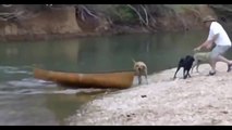 A Courageous dog rescues 2 other puppies on a boat! Crazy...