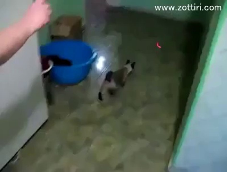 örümcek kedi