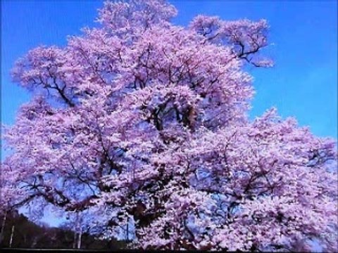 E.マシアス 【愛は生命】(愛の生命) LA VIE DANS LA VIE & ENRICO MACIAS シャンソン/ 訳詞初稿 Sima