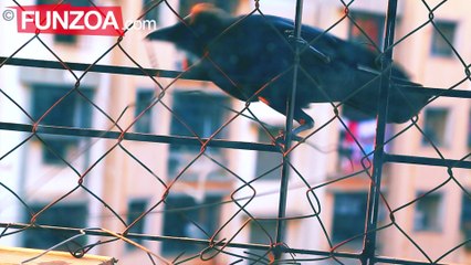 Steal Hangers Like A Crow- Funny Video