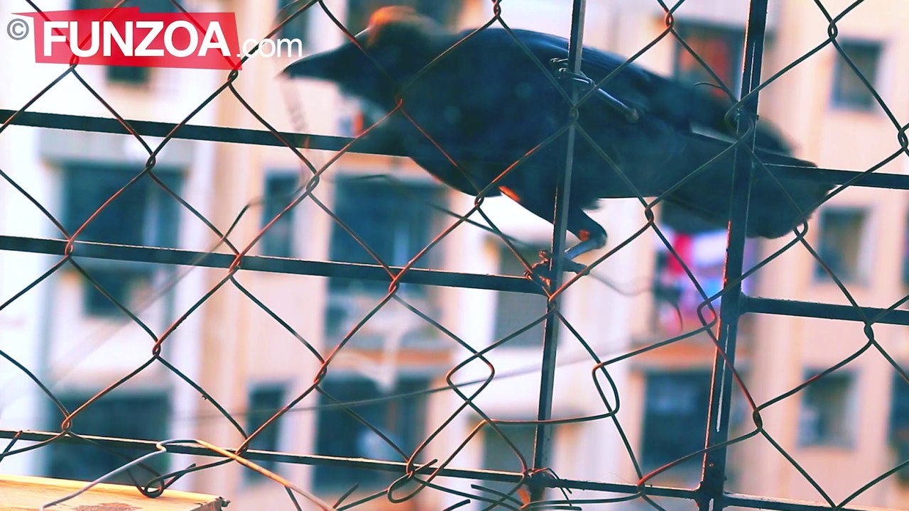 Steal Hangers Like A Crow- Funny Video