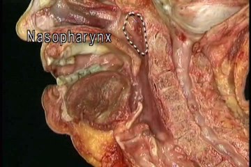 Human Anatomy Head and Neck Part 3