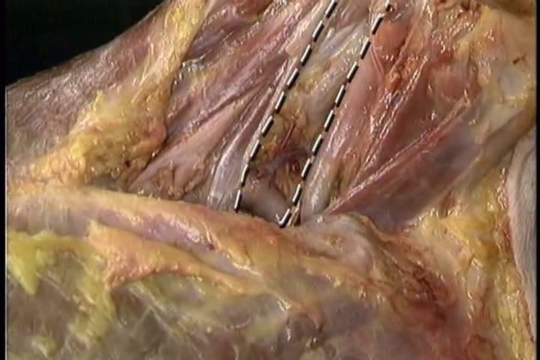 Human Anatomy Head and Neck Part 5