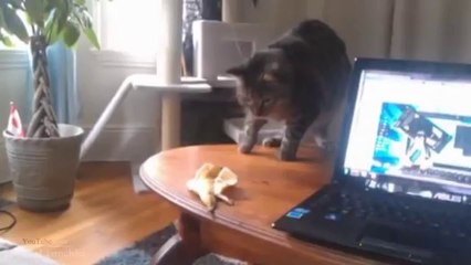 Ultimate Fail - Win Compilations 194