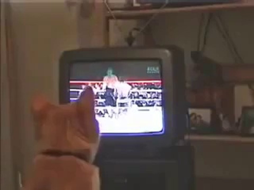 chat aime la boxe