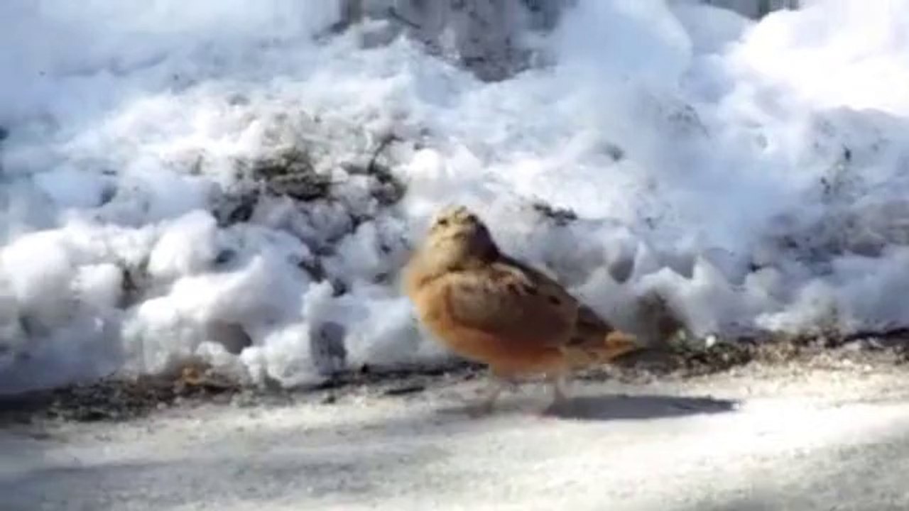 Un oiseau danse en rythme !
