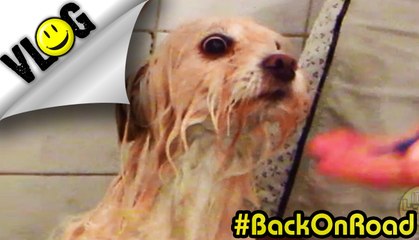 RAT-DOG TAKING A BATH !    | itsLean #BackOnRoad VLOG #49