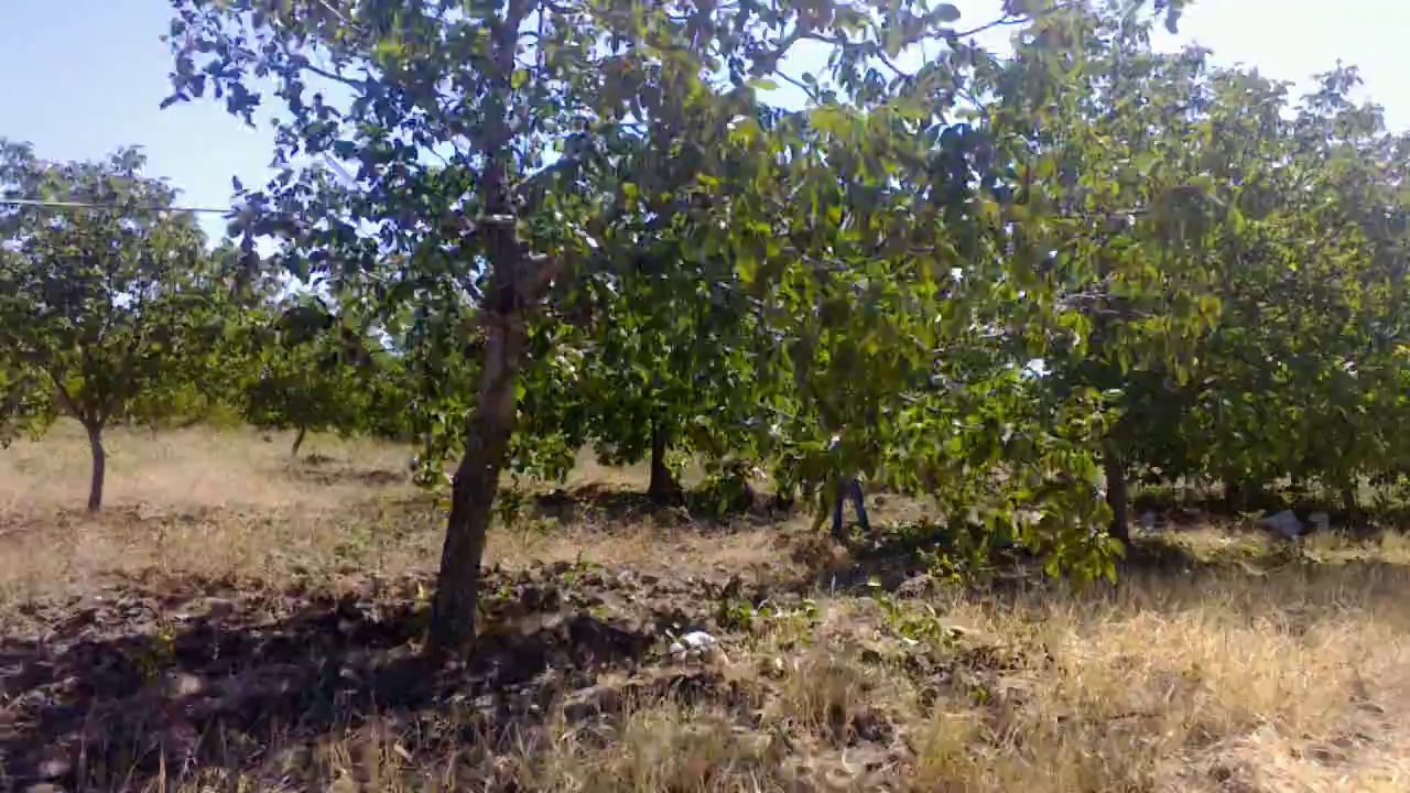 Ceviz Silkeleme Makinesi 1