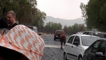 horse walked by car