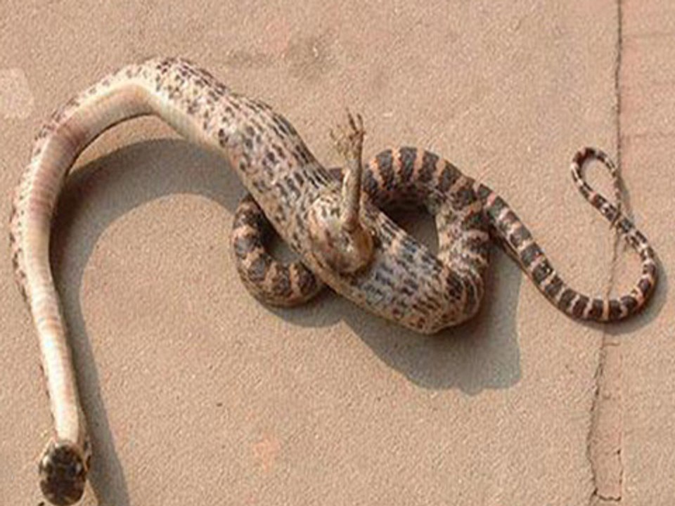 A Snake With A Foot