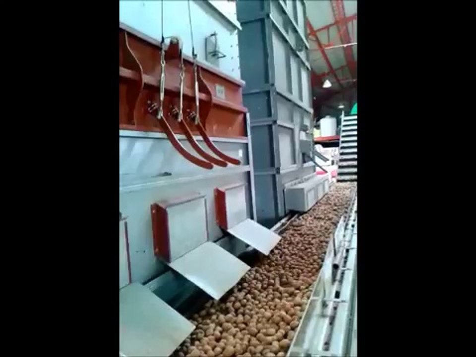 Ataman Ceviz Çiftliğinde, Cevizlerin Kurutma Makinesinden çıkışı