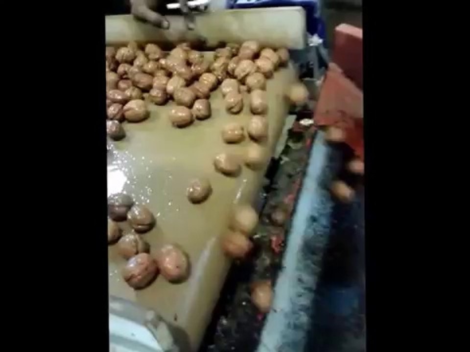 Ataman Ceviz Çiftliğinde, Cevizlerin Kurutma Makinesine girişi