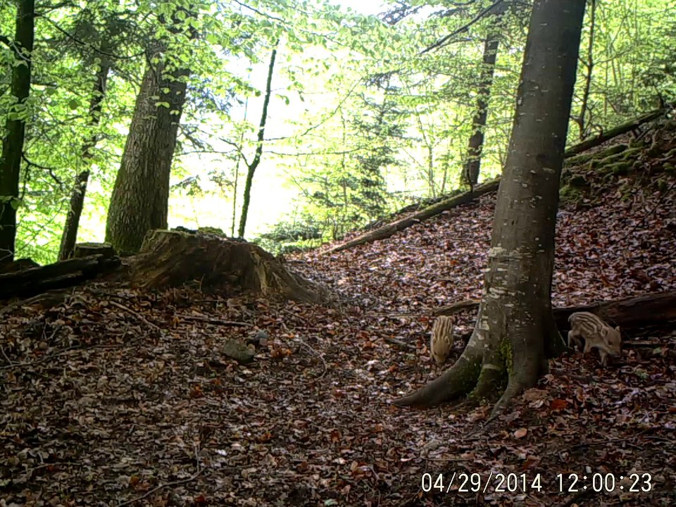 sanglier2