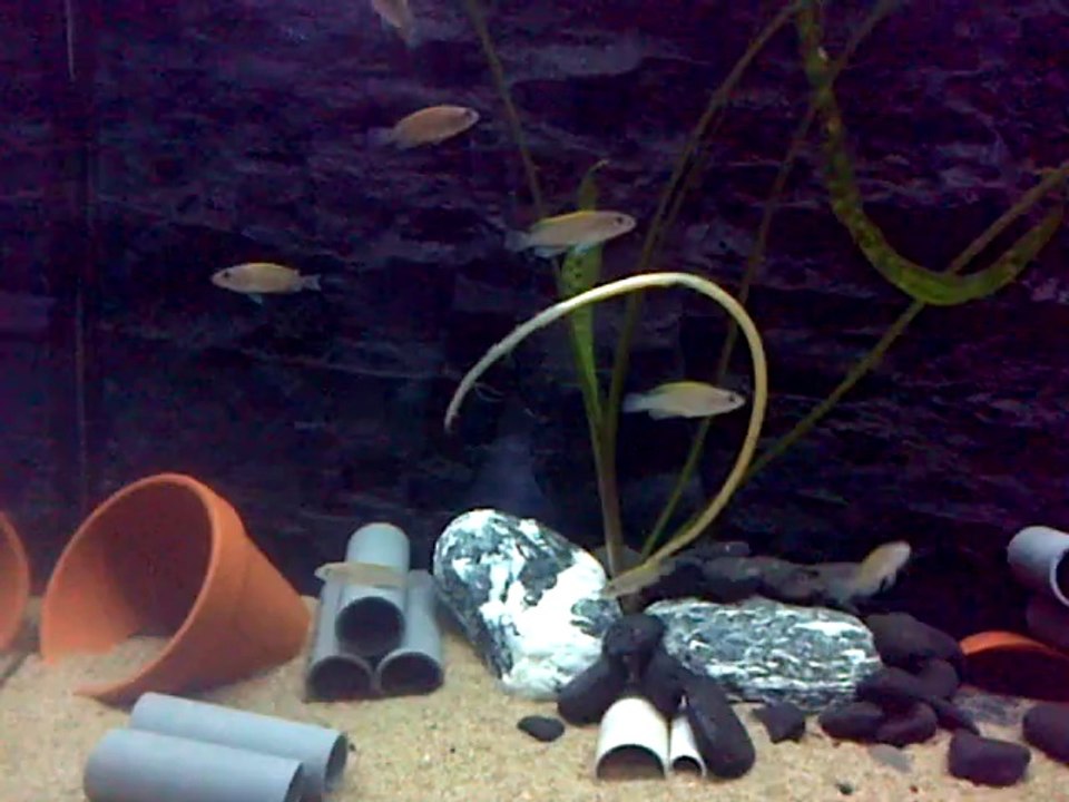 Neolamprologus Brevis "Congo" F1 , Ocellatus Gold "Samazi" F1 , Caudopunctatus "Kapampa" F1