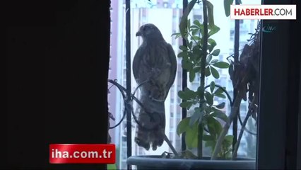 Doğal Ortam Bulamayan Atmaca Saksıya Yuva Yaptı