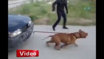 Pitbull otomobil çekti FM HABER