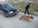 Un pitbull tire une voiture