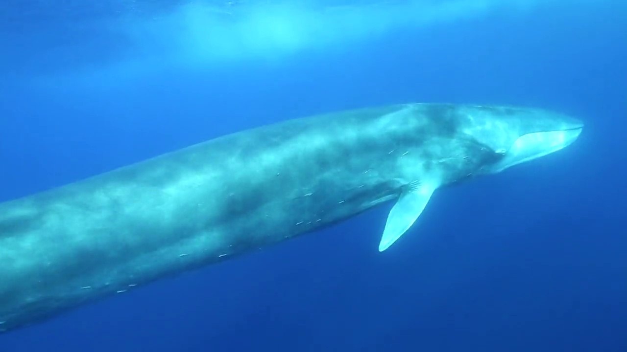 Meetic Med : rencontre avec les cétacés de Méditerranée