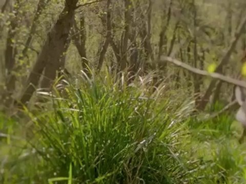 Ağlatan Dans Tanıtım Fragmanı (Yeni Dizi) izle - Fragmanlarizle.org