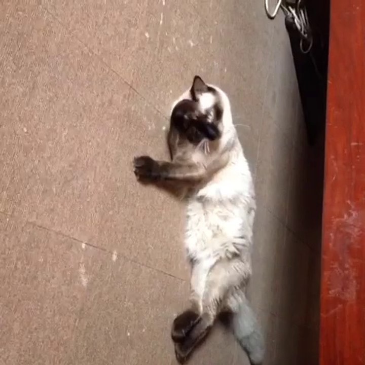 Kitty cleaning itself