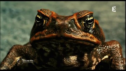 Crapaud Buffle d'Australie
