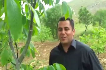 ALTAY CEVİZ                   3 YAŞINDA  MEYVELİ     2013-05-10-16-18-49