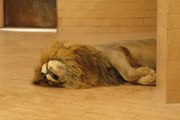 Dunya News-Lahore zoo's oldest lion passes away at the age of 16