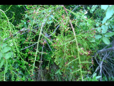 armutlu yukarı kızılca mayıs 2014