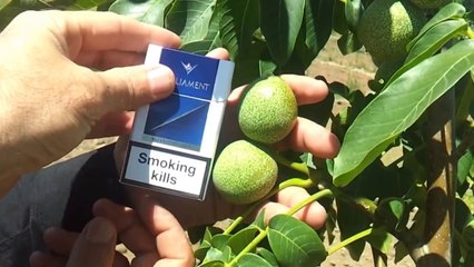 Altay ceviz yeni video