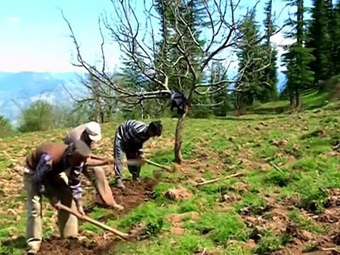 На деревню в Индии напали слоны