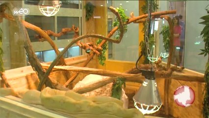 La folie des bêtes curieuses