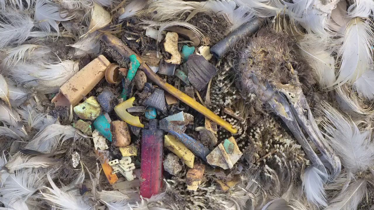 Les oiseaux de mer