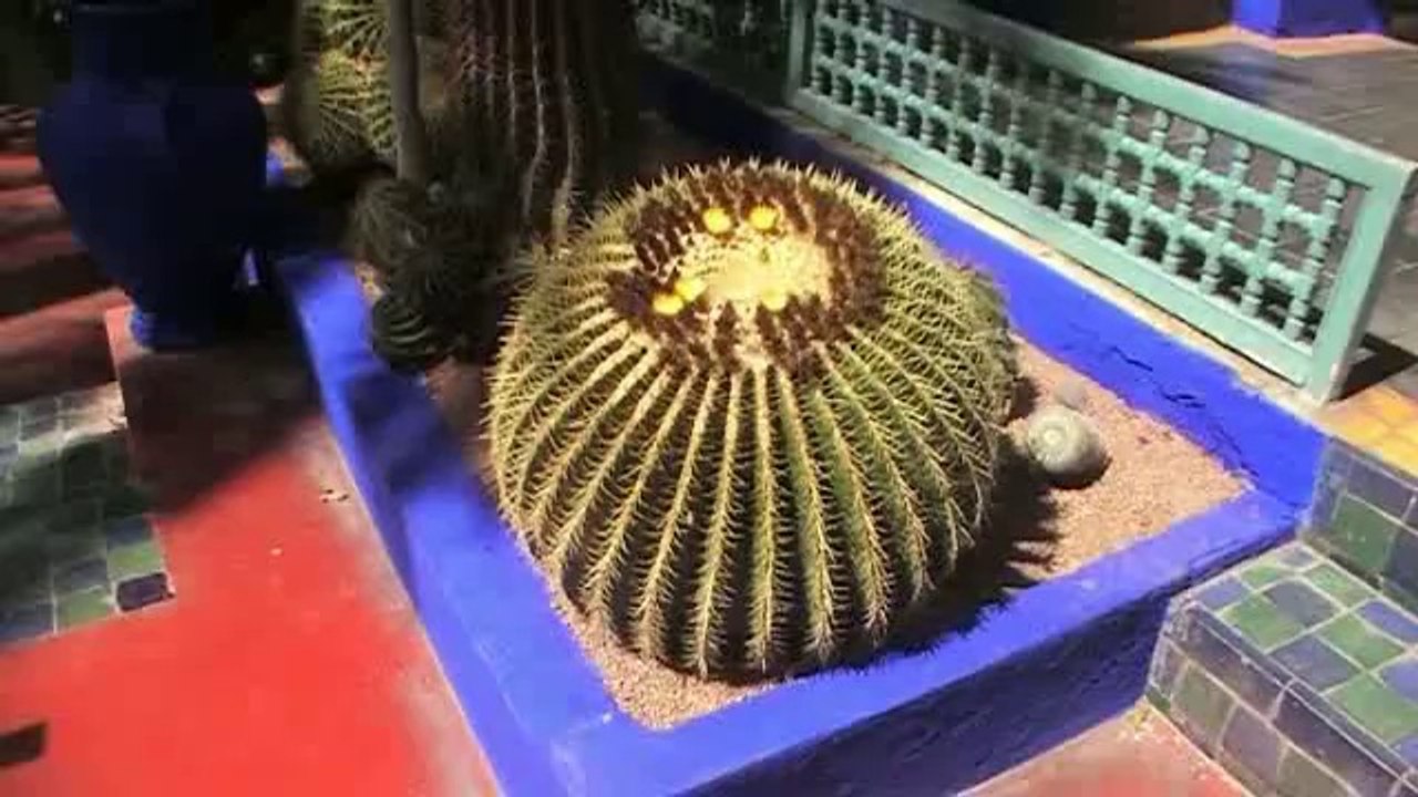 jardin majorelle - 2014