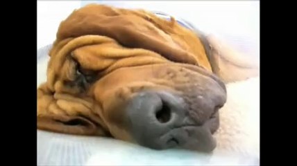 Rüya gören köpekler.