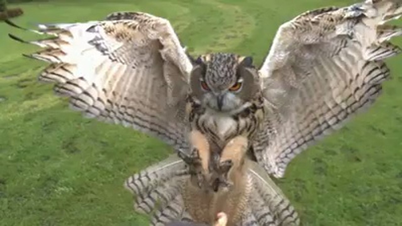 Mükemmel bir çekim.