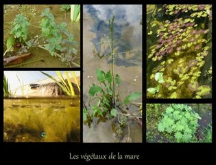 Cardie Caen - Favoriser la biodiversité au Collège Nelson Mandela à Hérouville-Saint-Clair