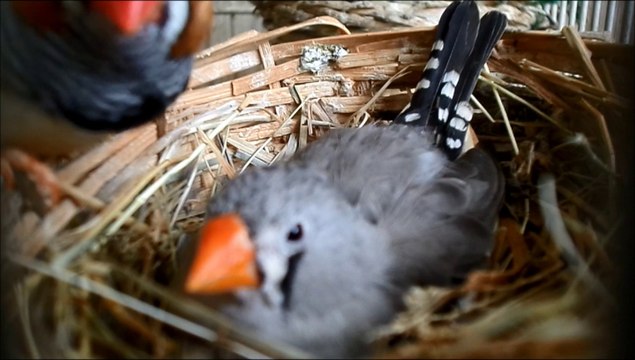 Clarinette couve ses oeufs