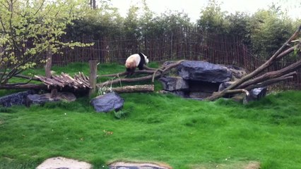 Les collectionneurs de Pandas de Haccourt rencontre Hao Hao et Xing Hui