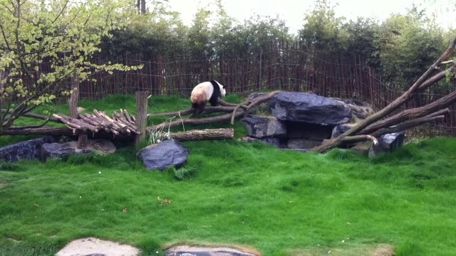 Les collectionneurs de Pandas de Haccourt rencontre Hao Hao et Xing Hui