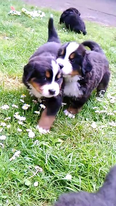 Jiga et Jelly