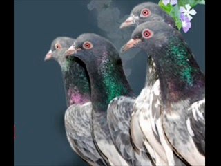 Achhay kabootron ki talash Dr.Ashraf Sahibzada