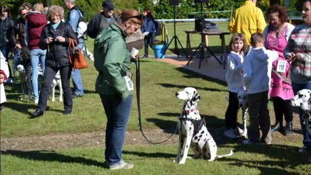 montage photo vidéo de la journée du 3 mai dalmatiens