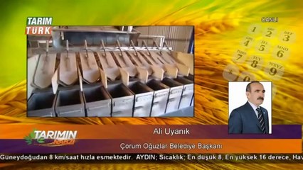 ceviz-oğuzlar 77- Ali Uyanık -
