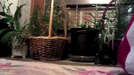 Bearded Dragon Climbing Fail | Fight to the Finish