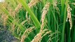 Rice ki double kasht? nursery/ fertilizers Tips Amazing discussion Part-1 Dr Ashraf Sahibzada﻿ 6.5.2014