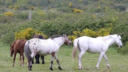 Les chevaux d'Yves et Claire à Campoussy